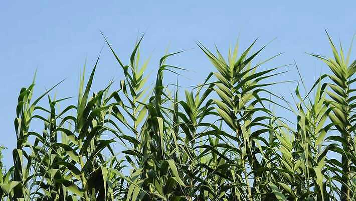 식물 줄기 잎 농업 태국 자연 지팡이 하늘 사람없음 초록색 파란색 농작물 농장 농경지 갈색 환경 농사 주스 에너지 수확 성장 시골 알코올 사회 달콤 휘발유 숲 땅 설탕 에코 연료 밀짚 내추럴 바이오 밭일 생태학 줄서기 사탕수수 4K MP4 해외동영상 클립영상 교육 산업 아시아 음료 컬러 모션 맛 짚 석유 생태계 동영상 공동체 파일형식