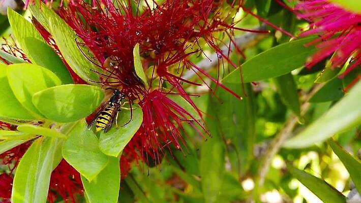 나무 식물 동물 꽃 곤충 잎 모션 자연 사람없음 빨간색 노란색 걷기 재킷 나뭇가지 붓 닫기 말벌 관목 묘사 속도 검색 보케 육식동물 느림 동물상 블러효과 MP4 해외동영상 클립영상 컬러 조형물 외투 벌_곤충 생태계 동영상 블러 파일형식 효과