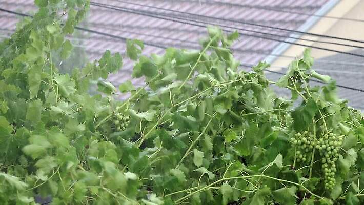 나무 구름 계절 잎 자연 하늘 바람 날씨 열대 세포 풍경 사람없음 힘 침묵 손상 나뭇가지 신선 위험 번개 홍수 속도 공포 폭풍 무거움 떨림 뇌우 스트라이크 쓰나미 재앙 폭풍우 허리케인 호러 힘찬 플로리다 4K MP4 해외동영상 클립영상 자연요소 식물 컨셉 모션 미국 소리 비_날씨 무게 자연재해 생태계 동영상 해일 파일형식