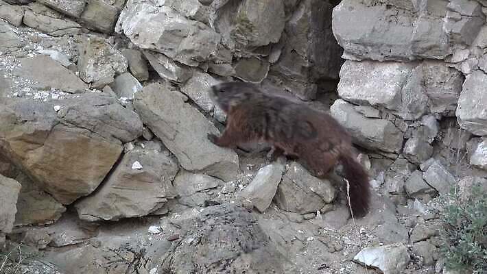 동물 공원 야생동물 포유류 자연 산 털 사람없음 야외 노란색 미국 설치류 다람쥐 전국 콜로라도 4K MP4 해외동영상 클립영상 공공시설 컬러 북아메리카 생태계 동영상 파일형식