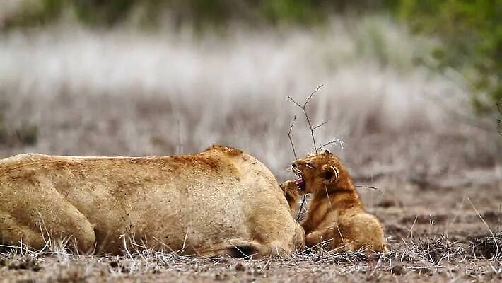 동물 야생동물 2 포유류 아프리카 자연 놀이 국립공원 사람없음 고양이 황무지 보호 결합 사자 사파리 육식동물 남아프리카 보츠와나 보호구역 암사자 크루거 MOV 해외동영상 클립영상 멸종위기종 공원 나라 컨셉 반려동물 암컷 생태계 동영상 남아프리카공화국 구역 파일형식