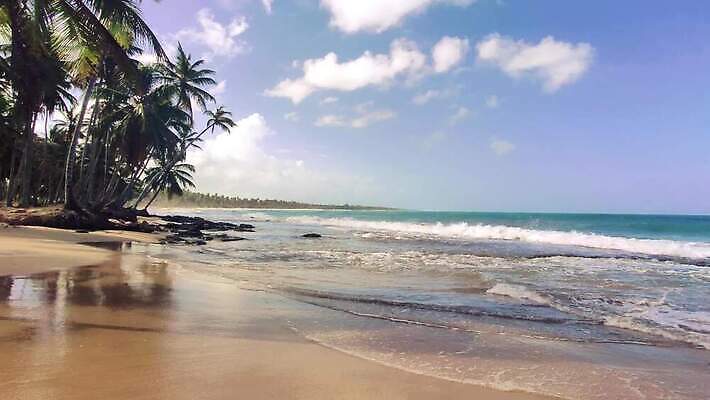 나무 모래 바다 섬 여행 자연 하늘 손바닥 사람없음 물 파란색 강 모래사장 야자수 태양 일몰 탐험 신선 대서양 내추럴 공화국 도미니카공화국 민물 이국적 코스타리카 파라다이스 4K MP4 해외동영상 클립영상 자연요소 식물 손 나라 컬러 노을 남아메리카 중앙아메리카 생태계 동영상 파일형식