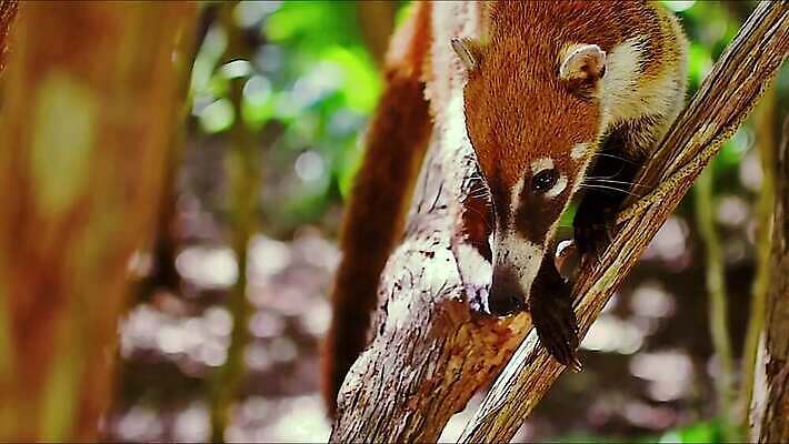 동물 얼굴 야생동물 포유류 자연 멕시코 털 사람없음 갈색 환경 입 닫기 숲 모피 먹기 코 꼬리 사냥꾼 주둥이 유카탄 4K MP4 해외동영상 클립영상 직업 컬러 북아메리카 모션 신체부위 생태계 동영상 파일형식