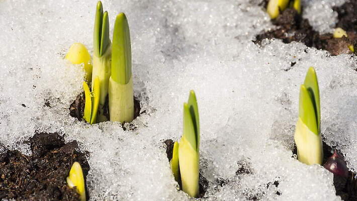식물 계절 백그라운드 겨울 밭 자연 날씨 따뜻함 초원 사람없음 야외 초록색 물 빛 태양 새싹 냉동 얼음 봄 흰색 녹음 닫기 시원함 땅 유기농 서리 수선화 내추럴 4K 타임랩스 MOV 해외동영상 클립영상 자연요소 웰빙 꽃 컬러 농업 모션 촬영기법 기록 생태계 동영상 파일형식
