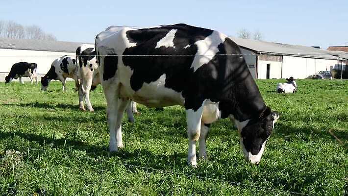 동물 밭 농업 포유류 자연 서기 풍경 초원 사람없음 야외 초록색 농장 농경지 검은색 가축 우유 흰색 시골 소 군중 방목 땅 장면 밭일 찰과상 4K MP4 해외동영상 클립영상 산업 컬러 모션 유제품 사람 축산업 상처 생태계 동영상 파일형식