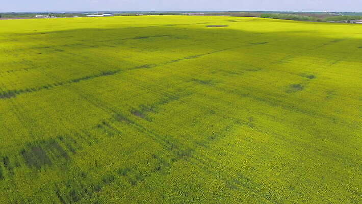 식물 구름 계절 꽃 도로 지구 백그라운드 밭 농업 채소 자연 하늘 풍경 초원 사람없음 야외 초록색 여름 파란색 햇빛 농장 노란색 환경 맑음 봄 에너지 수확 성장 벚꽃 시골 황금 땅 질감 드론 밭일 생태학 조감도 카놀라 4K MOV 해외동영상 클립영상 자연요소 교육 산업 길 컬러 교통시설 날씨 태양 생태계 동영상 파일형식