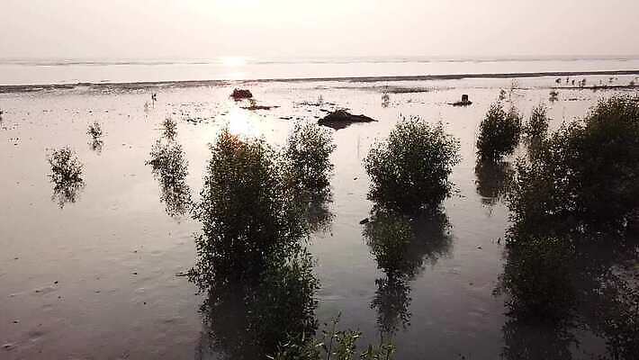 나무 식물 아시아 바다 여행 백그라운드 자연 조류 하늘 사람없음 야외 가로 초록색 파란색 환경 나뭇가지 보호 썰물 내추럴 4K MOV 해외동영상 클립영상 동물 나라 컬러 컨셉 생태계 동영상 파일형식