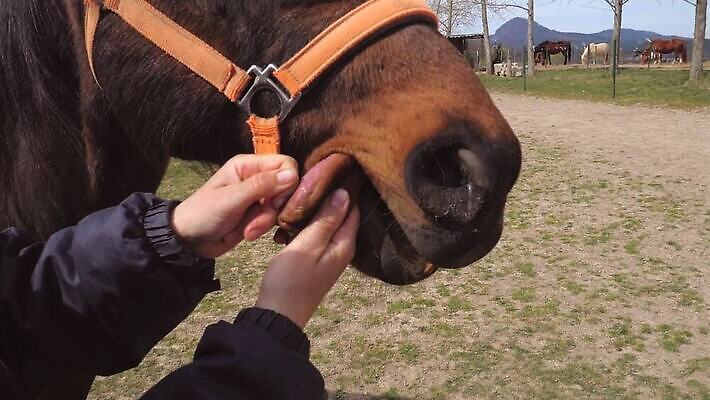 동물 전통 손 얼굴 농업 놀이 털 건강 갈색 의사 코트 게임 시골 승마 카우보이 치아 묘사 입술 치과의사 수의사 토막 방목장 흥미 MP4 해외동영상 클립영상 산업 스포츠 컬러 컨셉 신체부위 외투 의료진 소화기관 동영상 파일형식