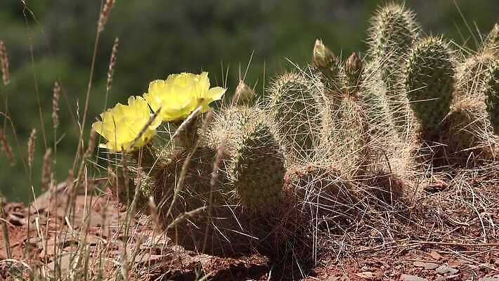 꽃 과일 자연 선인장 풍경 사람없음 초록색 노란색 사막 가시 달콤 다육식물 숙성 4K MP4 해외동영상 클립영상 식물 컬러 맛 생태계 동영상 파일형식