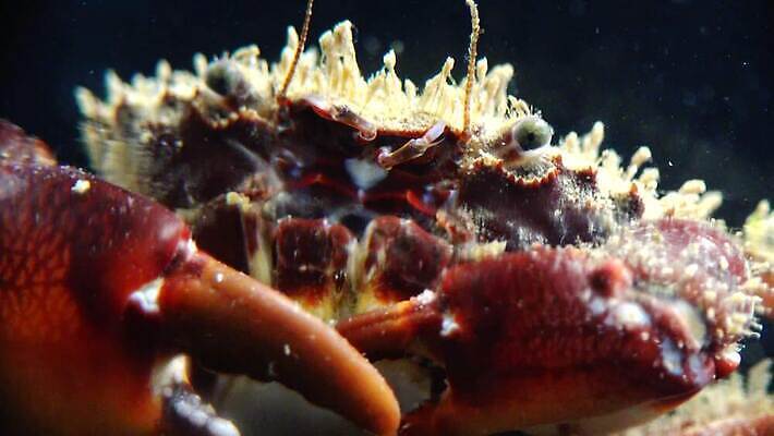 동물 야생동물 바다 절지류 자연 생물 무척추동물 갑각류 사람없음 초록색 물 환경 바닷속 수중 게 가재 해산물 생태계 발톱 생태학 소금물 집게발 4K 수중영상 MP4 해외동영상 클립영상 자연요소 교육 컬러 발 동영상 파일형식