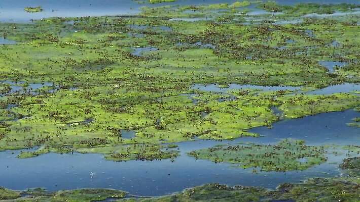 식물 바다 자연 사람없음 초록색 환경 바닷속 수중 해조류 생태계 광합성 산화 생태학 소금물 4K 수중영상 MP4 해외동영상 클립영상 교육 컬러 해양식물 동영상 파일형식