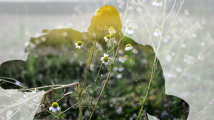 모양 디자인 외관 남자 꽃 실루엣 선 백그라운드 이동 컨셉 꽃무늬 밭 모션 미술 초원 사람없음 야외 컴퓨터그래픽 그래픽 빛 약 3D 디지털 정원 성장 허브 역동적 만들기 윤곽 화단 공상 애니메이션 내추럴 엘리먼트 오해 특별함 효과 MOV 해외동영상 클립영상 식물 무늬 농업 의학 문화예술 촬영기법 사람 디지털합성 동영상 파일형식
