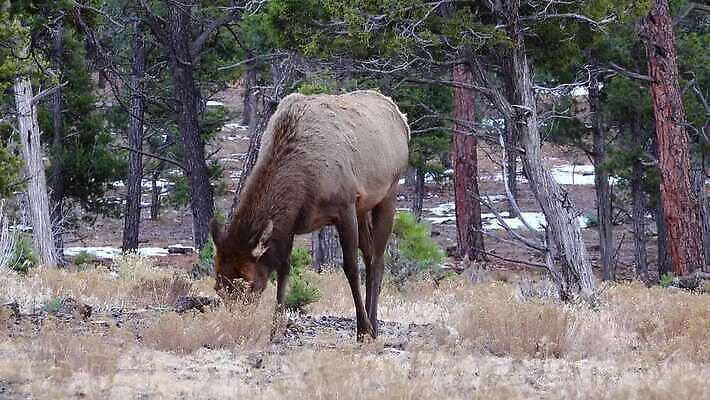 동물 공원 야생동물 백그라운드 포유류 자연 하늘 사슴 산 뿔 사람없음 숲 큼 트로피 황소 사냥 캘리포니아 사냥꾼 애리조나 서식지 뉴멕시코 서쪽 엘크 콜로라도 텍사스 4K MP4 해외동영상 클립영상 직업 공공시설 미국 소 크기 방향 상_우승 생태계 동영상 파일형식
