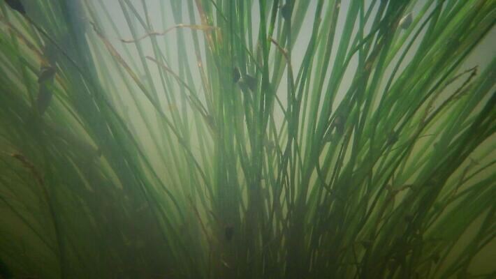 식물 야생동물 모션 자연 사람없음 초록색 강 수중 흐름 해조류 흔들림 광합성 산화 4K 수중영상 MP4 해외동영상 클립영상 동물 컬러 컨셉 해양식물 생태계 동영상 파일형식