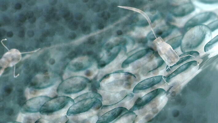 세포 엑스레이 사람없음 치료 빨간색 약 수영 기계 혈액 로봇 암 공학 미니 종양 4K MOV 해외동영상 클립영상 교육 컬러 의학 수상스포츠 질병 동영상 파일형식