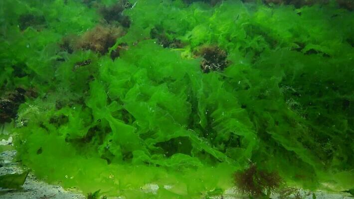 식물 바다 자연 풍경 사람없음 초록색 환경 바닷속 수중 해조류 생태계 생물학 광합성 산화 생태학 소금물 4K 수중영상 MP4 해외동영상 클립영상 교육 컬러 해양식물 동영상 파일형식