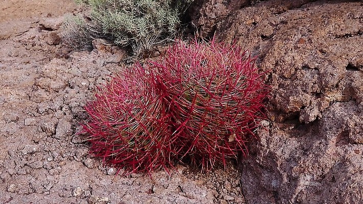 식물 북아메리카 자연 날씨 선인장 건조 사람없음 사막 뜨거움 황무지 척추 4K MP4 해외동영상 클립영상 뼈 아메리카 생태계 동영상 파일형식
