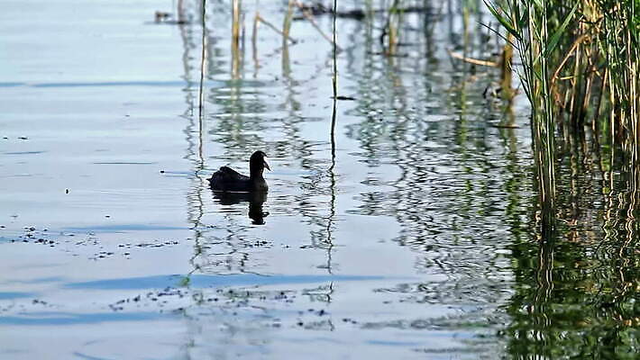 동물 호수 야생동물 자연 조류 표면 오리 성인 사람없음 야외 가로 초록색 물 강 반사 검은색 코트 연못 깃털 부드러움 물새 내추럴 유라시아 MOV 해외동영상 클립영상 자연요소 유럽 아시아 컬러 사람 외투 감각 생태계 동영상 파일형식