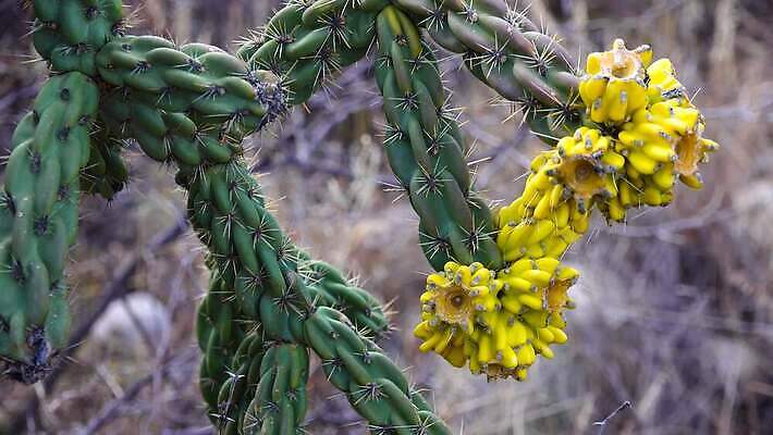 나무 식물 꽃 여행 백그라운드 자연 날씨 선인장 건조 사람없음 초록색 물 사막 뜨거움 가시 척추 날카로움 애리조나 내추럴 뉴멕시코 다육식물 4K MP4 해외동영상 클립영상 자연요소 컬러 뼈 미국 생태계 동영상 파일형식