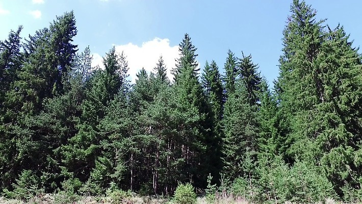 나무 식물 커플 공원 도로 스포츠 여행 교통시설 하늘 휴가 산 노르웨이 풍경 사람없음 목재 여름 파란색 평화 환경 맑음 미국 봄 이탈리아 운전 시골 황무지 정상 숲 큼 오픈카 출퇴근 알프스 통나무 캘리포니아 거인 내추럴 전국 통근 1인칭시점 4K MP4 해외동영상 클립영상 시선 계절 공공시설 유럽 길 컬러 교통 컨셉 북아메리카 비즈니스 재료 관계 모션 승용차 날씨 크기 시설 출근 동영상 파일형식