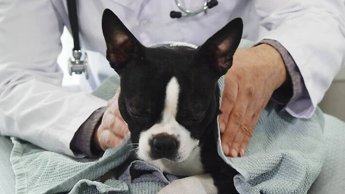 동물 직업 여유 유니폼 가족 건조 털 건강 병원 사랑 한명 수건 약 목욕 고통 환자 의사 업무 개 강아지 빨래 문서 수의사 몸단장 송곳니 기르기 돌봄 유래 헬프 4K MOV 해외동영상 클립영상 1 옷 감정 가사 포유류 의학 관계 모션 사람 반려동물 위생용품 청결 의료진 작업 도움 치아 동영상 파일형식