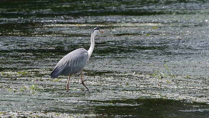 동물 응시 야생동물 자연 조류 낚시 한국 어류 서기 사람없음 야외 초록색 물 파란색 강 환경 식사 회색 흐름 흰색 관찰 잡기 닫기 큼 먹이 먹기 왜가리 깃털 사냥 부리 육식동물 암초 목 동물상 4K MOV 해외동영상 클립영상 자연요소 시선 아시아 컬러 컨셉 모션 레저 신체부위 조형물 수중동물 크기 생태계 동영상 파일형식