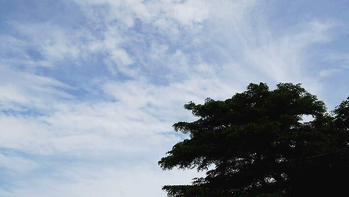 나무 동물 커플 공원 야생동물 음식 바다 백그라운드 날개 아프리카 자연 벽지 조류 동물원 사람없음 초록색 물 여름 파란색 강 흰색 잡기 그룹 정상 큼 먹이 먹기 펠리컨 부리 긍정 내추럴 다뉴브강 동물상 생존 4K MOV 해외동영상 클립영상 자연요소 식물 계절 공공시설 나라 컬러 컨셉 관계 모션 조형물 크기 생태계 동영상 파일형식