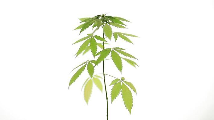 식물 꽃 백그라운드 잎 모션 바람 건강 사람없음 초록색 잡초 회전 마약 불법 대마초 마리화나 MOV 해외동영상 클립영상 자연요소 컬러 날씨 범죄 동영상 파일형식