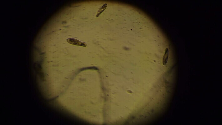 식물 동물 교육 바다 과학 세포 현미경 사람없음 물 약 견본 연못 실험실 생물학 미생물 원시시대 박테리아 기생충 동물상 민물 분할 MOV 해외동영상 클립영상 자연요소 의학 생물 실험기구 실험 조형물 역사 바이러스 동영상 파일형식