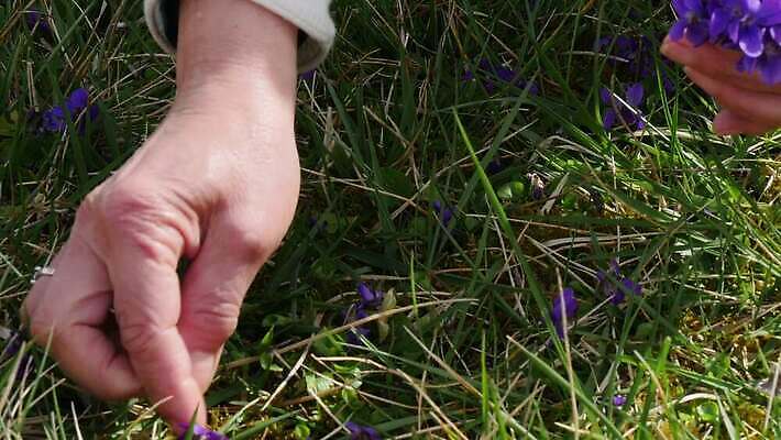 식물 손 계절 여자 꽃 꽃다발 잎 꽃무늬 자연 건강 초원 야외 초록색 파란색 정원 보라색 봄 들꽃 벚꽃 수집 제비꽃 내추럴 비올라 4K MP4 해외동영상 클립영상 컬러 무늬 사람 신체부위 생태계 동영상 파일형식 찰현악기