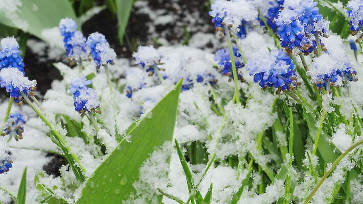 식물 계절 꽃잎 꽃 겨울 자연 사람없음 파란색 정원 냉동 얼음 봄 추위 종 흰색 개화 수증기 작음 4월 아래 속도 서리 내추럴 제설기 폭설 히아신스 4K MOV 해외동영상 클립영상 자연요소 컬러 눈_날씨 날짜 크기 자연재해 방향 생태계 위치 동영상 제설 파일형식