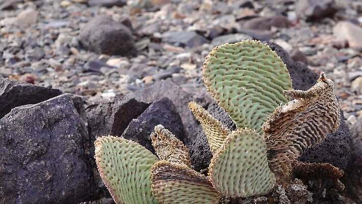 나무 식물 공원 자연 선인장 건조 국립공원 사람없음 초록색 미국 개화 가시 황금 캘리포니아 애리조나 전국 4K MP4 해외동영상 클립영상 공공시설 꽃 컬러 북아메리카 생태계 동영상 파일형식