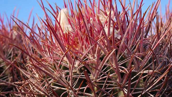 식물 계절 공원 여행 자연 선인장 통 사람없음 야외 빨간색 계곡 사막 가시 캘리포니아 내추럴 전국 4K MP4 해외동영상 클립영상 공공시설 컬러 미국 생태계 동영상 파일형식