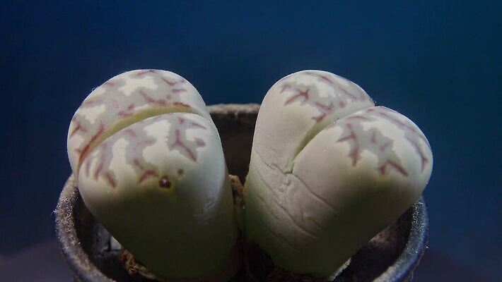 모양 식물 컬러 잎 패턴 자연 선인장 건조 사람없음 초록색 컬러풀 사막 성장 바위 작음 날것 남아프리카 다육식물 생존 4K MP4 해외동영상 클립영상 무늬 아프리카 크기 생태계 동영상 파일형식