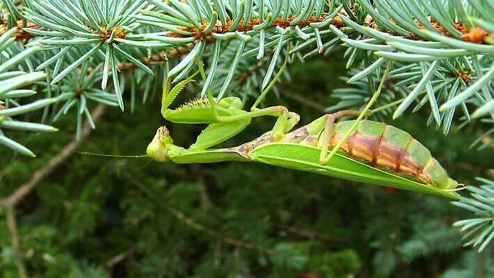 동물 1 유럽 야생동물 곤충 백그라운드 절지류 자연 무척추동물 안테나 사람없음 초록색 기도 벌레 생물학 육식동물 사냥꾼 내추럴 동물상 포식 4K MP4 해외동영상 클립영상 직업 교육 나라 컬러 통신 조형물 생태계 동영상 파일형식