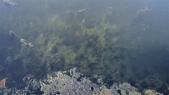 야생동물 바다 사람없음 야외 초록색 햇빛 태양 환경 바닷속 수중 거품 해조류 분위기 환경보전 생태계 생물학 암초 인도양 석호 카리브해 열대기후 MOV 해외동영상 클립영상 자연요소 동물 교육 컬러 컨셉 해양식물 사회이슈 동영상 파일형식