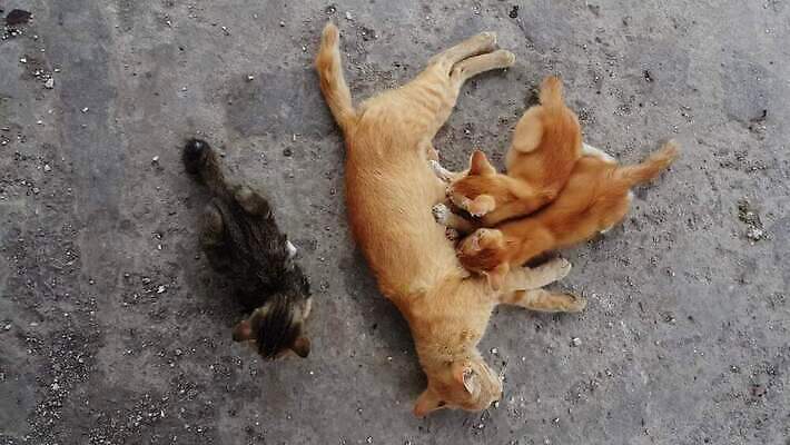 여자 어린이 사람없음 검은색 외침 금지 슬픔 표현 폭력 보호 무서움 거절 위협 사인 고립 부정 부정적 비극 심각 차별 투쟁 트러블 한계 남용 4K MP4 해외동영상 클립영상 감정 컬러 컨셉 사람 소리 사회이슈 동영상 파일형식