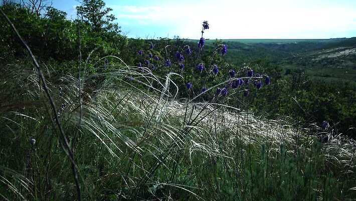 식물 꽃 물결 밭 자연 바람 건조 씨앗 사람없음 초록색 펼침 속도 솜털 스텝 4K MP4 해외동영상 클립영상 자연요소 컬러 농업 모션 날씨 생태계 동영상 파일형식