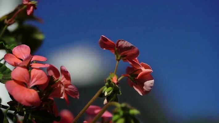 식물 외관 꽃잎 꽃 줄기 컬러 잎 꽃무늬 자연 사람없음 야외 장식 빨간색 농장 정원 맑음 봄 활발 성장 벚꽃 신선 개화 산호 닫기 묘사 원예 내추럴 제라늄 MOV 해외동영상 클립영상 계절 컨셉 무늬 농업 모션 날씨 취미 자포동물 생태계 동영상 파일형식