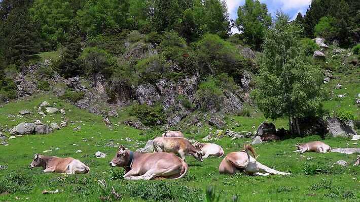 동물 전통 공원 유럽 컬러 여행 밭 농업 포유류 자연 산 뿔 사람없음 야외 초록색 농장 농경지 갈색 검은색 가축 봄 회색 소고기 시골 소 스페인 군중 방목 내추럴 선로 스페인어 반추동물 4K MP4 해외동영상 클립영상 계절 공공시설 나라 산업 육류 사람 축산업 생태계 동영상 파일형식