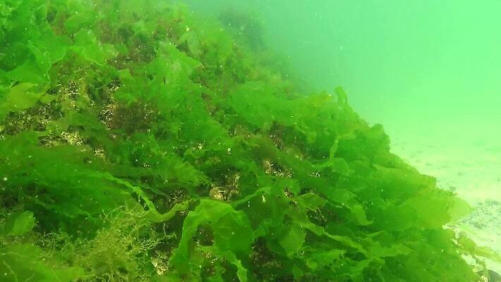 식물 바다 자연 사람없음 초록색 물 세계 바닷속 수중 해조류 광합성 산화 생태학 소금물 4K 수중영상 MP4 해외동영상 클립영상 자연요소 교육 컬러 해양식물 생태계 동영상 파일형식