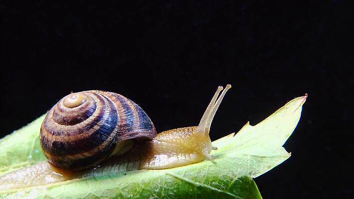 동물 야생동물 백그라운드 자연 연체동물 나선형 사람없음 야외 초록색 갈색 정원 젖음 껍질 달팽이 덮기 느림 내추럴 기어가기 식용 끈적임 4K MP4 해외동영상 클립영상 컬러 무늬 모션 무척추동물 생태계 동영상 파일형식