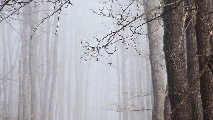 나무 동물 계절 야생동물 컬러 포유류 자연 아침 초식동물 사슴 성인 사람없음 야외 목재 빨간색 갈색 환경 안개 나뭇가지 황무지 숲 바퀴자국 사냥꾼 내추럴 뿌연 삼림지대 반추동물 4K MP4 해외동영상 클립영상 주간 식물 직업 재료 자국 날씨 사람 생태계 동영상 파일형식