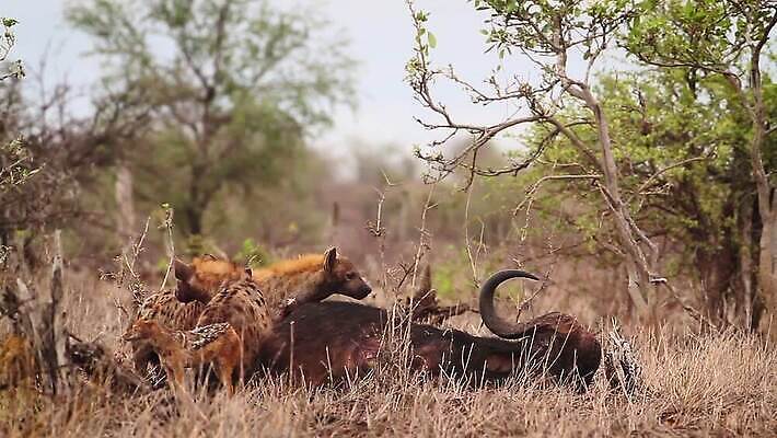 동물 야생동물 포유류 아프리카 자연 국립공원 웃음 사람없음 야외 관광지 그룹 황무지 보호 먹기 사파리 살인 남아프리카 보츠와나 보호구역 사바나 크루거 MOV 해외동영상 클립영상 공원 나라 여행 컨셉 모션 표정 범죄 생태계 동영상 남아프리카공화국 구역 파일형식