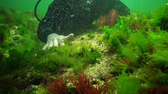 식물 바다 자연 사람없음 초록색 환경 바닷속 수중 해조류 생태계 광합성 산화 생태학 소금물 4K 수중영상 MP4 해외동영상 클립영상 교육 컬러 해양식물 동영상 파일형식