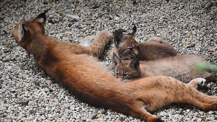 동물 야생동물 2 포유류 가족 동물원 사람없음 고양이 닫기 빨다 작음 먹기 육식동물 돌봄 수유 스라소니 MOV 해외동영상 클립영상 관계 모션 반려동물 크기 동영상 파일형식