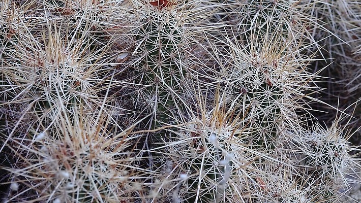 식물 꽃 분홍색 여행 백그라운드 북아메리카 자연 선인장 건조 국립공원 풍경 사람없음 야외 초록색 파란색 평화 환경 보라색 미국 봄 사막 다양 황무지 보호 척추 캘리포니아 고슴도치 내추럴 4K MP4 해외동영상 클립영상 계절 공원 컬러 다수 컨셉 포유류 뼈 아메리카 생태계 동영상 파일형식