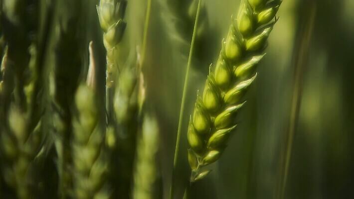 식물 계절 산업 줄기 백그라운드 밭 농업 자연 하늘 옥수수 풍경 사람없음 야외 초록색 여름 농작물 태양 농장 농경지 노란색 농사 수확 성장 가을 시골 황금 낟알 땅 밀 유기농 보리 귀 스파이크 밀짚 내추럴 밭일 숙성 호밀 세련 4K MP4 해외동영상 클립영상 자연요소 웰빙 컬러 곡류 신체부위 짚 생태계 동영상 파일형식