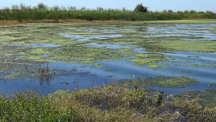 식물 바다 자연 사람없음 초록색 환경 바닷속 수중 해조류 생태계 광합성 산화 생태학 소금물 4K 수중영상 MP4 해외동영상 클립영상 교육 컬러 해양식물 동영상 파일형식