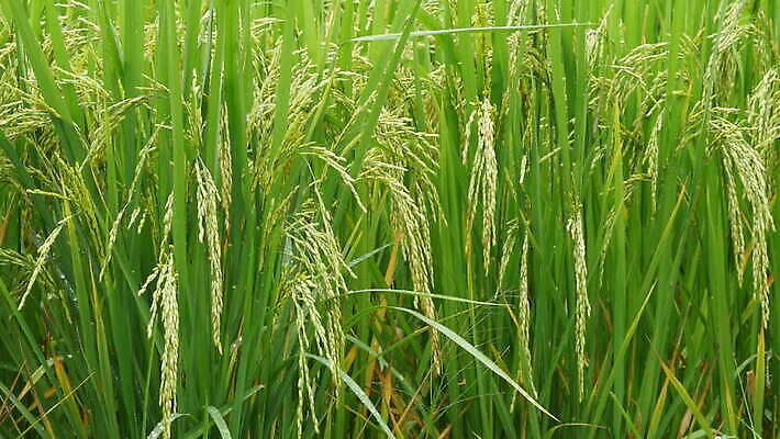 식물 계절 아시아 백그라운드 잎 농업 자연 바람 풍경 사람없음 야외 초록색 농작물 농장 농경지 환경 일본 수확 성장 시골 신선 낟알 땅 유기농 내추럴 논밭 숙성 4K MOV 해외동영상 클립영상 자연요소 웰빙 나라 산업 컬러 밭 날씨 논 생태계 동영상 파일형식